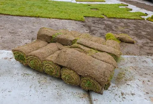 New Lawn & Sod Installation