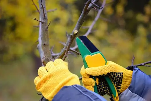 Tree Trimming & Planting